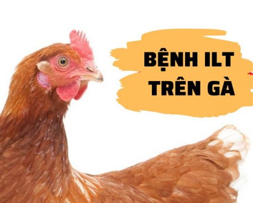 BỆNH ILT TRÊN GÀ