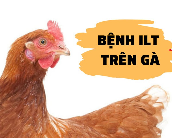 BỆNH ILT TRÊN GÀ - VIÊM THANH KHÍ QUẢN TRUYỀN NHIỄM 1 BỆNH ILT TRÊN GÀ - VIÊM THANH KHÍ QUẢN TRUYỀN NHIỄM BỆNH ILT TRÊN GÀ
