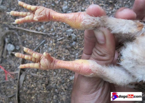 BỆNH KHÔ CHÂN Ở GÀ VÀ CÁCH ĐIỀU TRỊ HIỆU QUẢ 2 BỆNH KHÔ CHÂN Ở GÀ VÀ CÁCH ĐIỀU TRỊ HIỆU QUẢ Nguyên nhân dẫn đến bệnh khô chân ở gà con