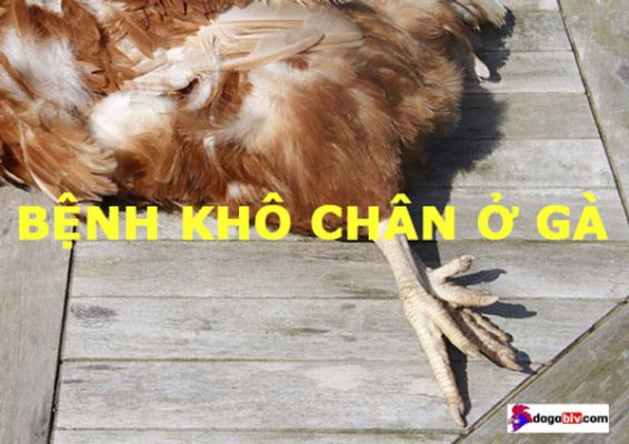 Bệnh khô chân ở gà