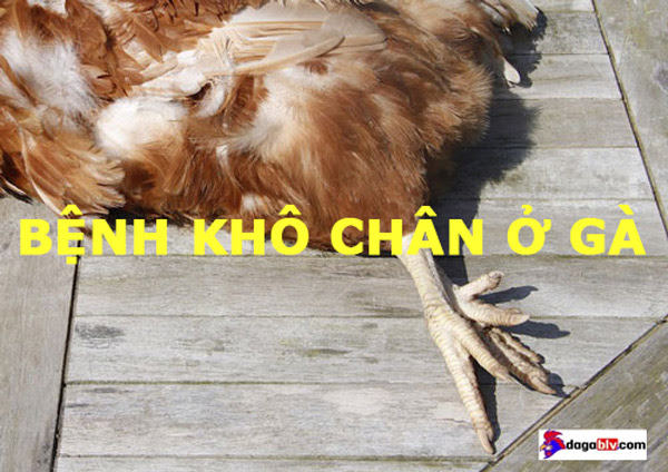 BỆNH KHÔ CHÂN Ở GÀ VÀ CÁCH ĐIỀU TRỊ HIỆU QUẢ 1 BỆNH KHÔ CHÂN Ở GÀ VÀ CÁCH ĐIỀU TRỊ HIỆU QUẢ Bệnh khô chân ở gà