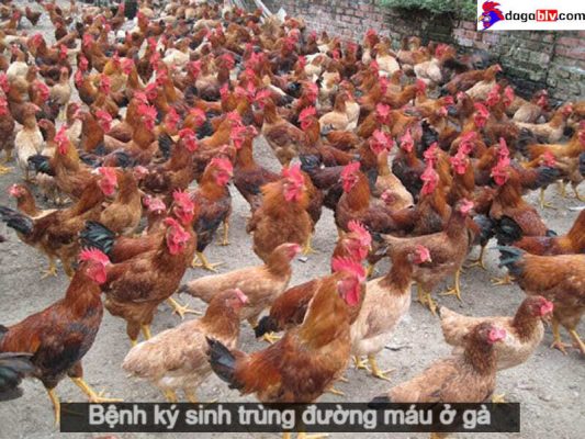 Bệnh ký sinh trùng đường máu ở gà