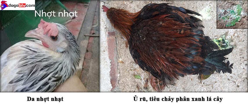 Triệu chứng bệnh ký sinh ở gà