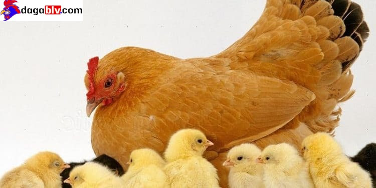 Phòng tránh bệnh ký sinh trùng đường máu ở gà