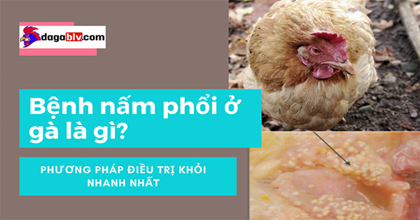 Tìm hiểu bệnh nấm phổi ở gà nguồn gốc và nguyên nhân