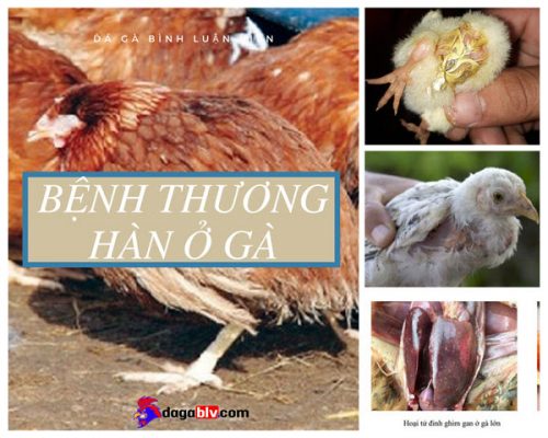 bệnh thương hàn ở gà