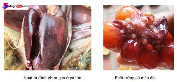 Bệnh tích thương hàn ở gà trưởng thành