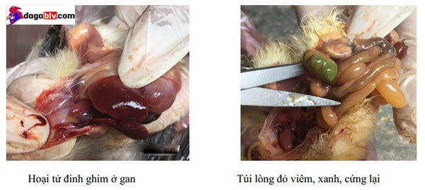 Bệnh tích thương hàn ở gà mái đẻ trứng