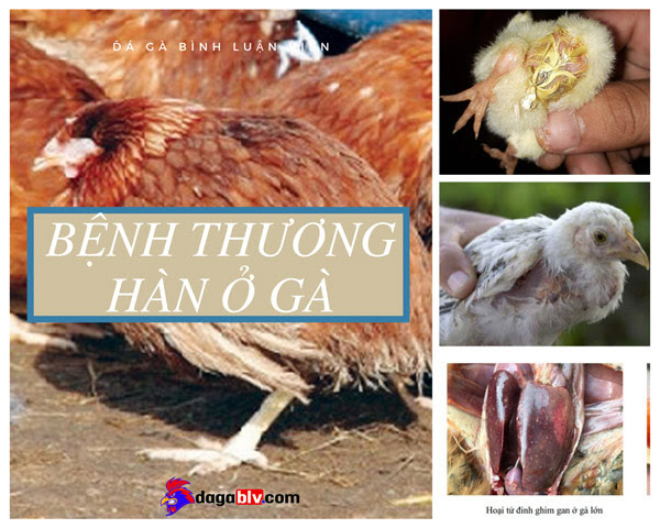 Bệnh thương hàn ở gà