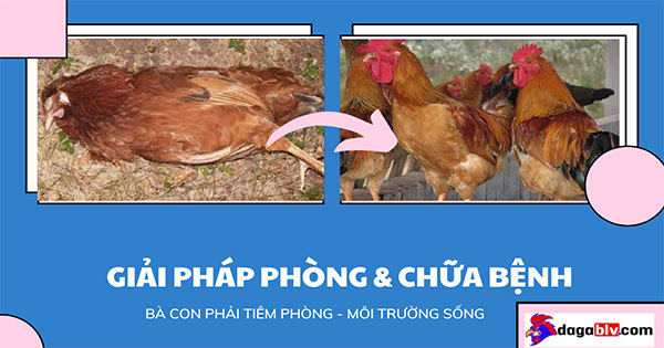 Giải pháp cách phòng bệnh tích bệnh tụ huyết trùng ở gà