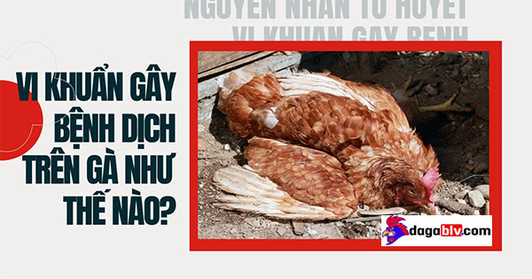 Nguyên nhân gây bệnh tụ huyết trùng ở gà