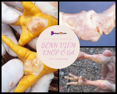 Bệnh viêm khớp ở gà