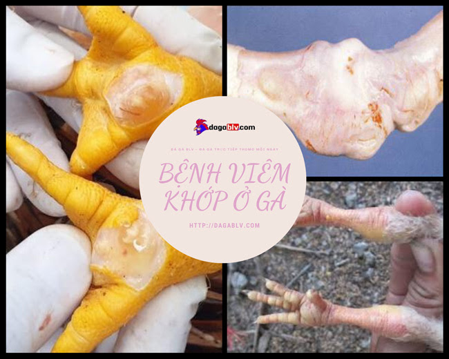 BỆNH VIÊM KHỚP Ở GÀ - NGUYÊN NHÂN VÀ CÁCH ĐIỀU TRỊ 1 BỆNH VIÊM KHỚP Ở GÀ - NGUYÊN NHÂN VÀ CÁCH ĐIỀU TRỊ Bệnh viêm khớp ở gà