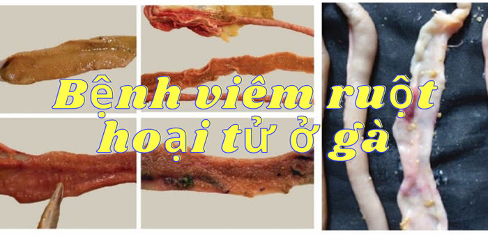 Bệnh viêm ruột hoại tử ở gà