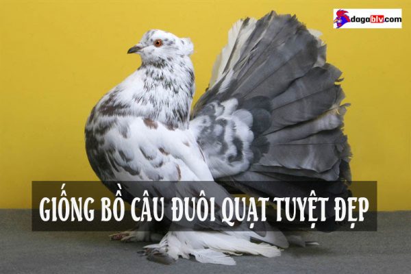 bồ câu đuôi quạt