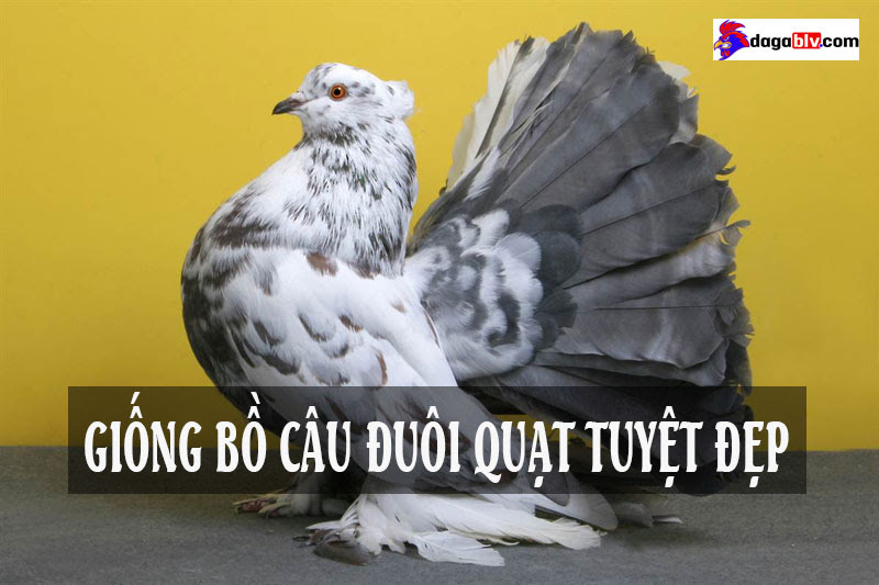 Bồ câu đuôi quạt tuyệt đẹp