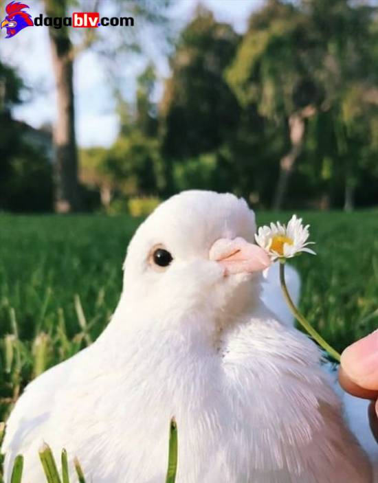 Bồ câu Nhật đuôi xòe