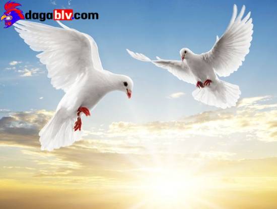 Bồ câu đuôi quạt có giá thành rất cao