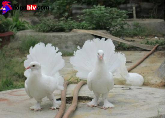 Ảnh bồ câu đẹp ngất ngây