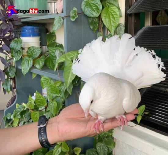 Giá bồ câu đuôi quạt