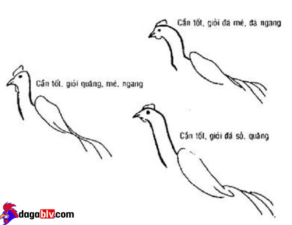 Các loại cần cổ gà chọi.