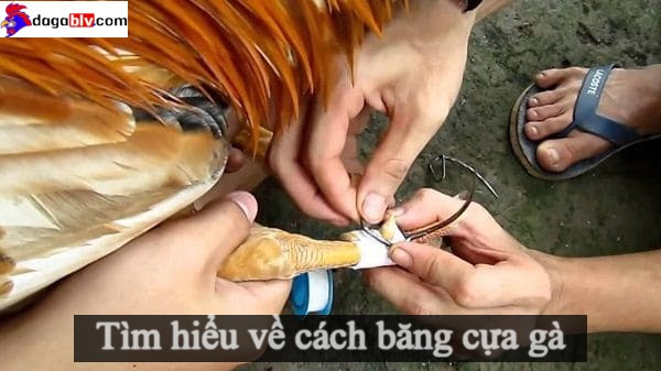 Tìm hiểu về cách băng cựa gà hay nhất từ xưa tới nay 1 Tìm hiểu về cách băng cựa gà hay nhất từ xưa tới nay Hướng dẫn cách băng cựa gà chuẩn xác