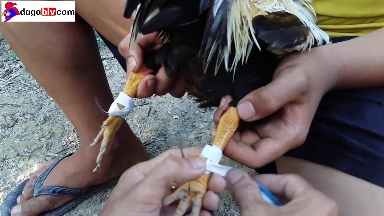 Tìm hiểu về cách băng cựa gà hay nhất từ xưa tới nay 4 Tìm hiểu về cách băng cựa gà hay nhất từ xưa tới nay Hình ảnh băng cựa gà