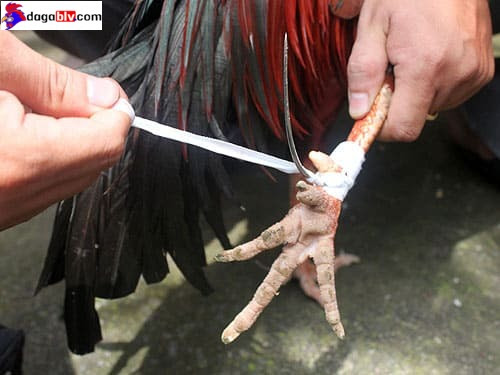Tìm hiểu về cách băng cựa gà hay nhất từ xưa tới nay 3 Tìm hiểu về cách băng cựa gà hay nhất từ xưa tới nay Cách băng cựa gà