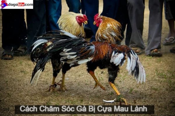 cách chăm sóc gà bị cựa