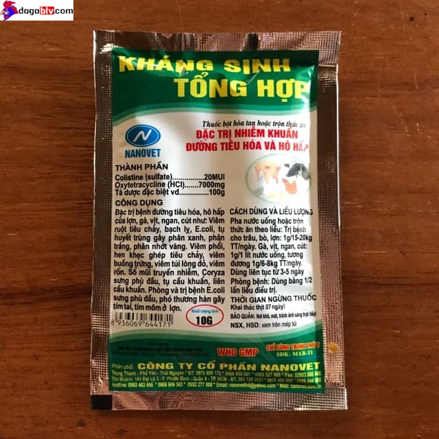 Chăm sóc gà bị cựa bằng thuốc kháng sinh tổng hợp
