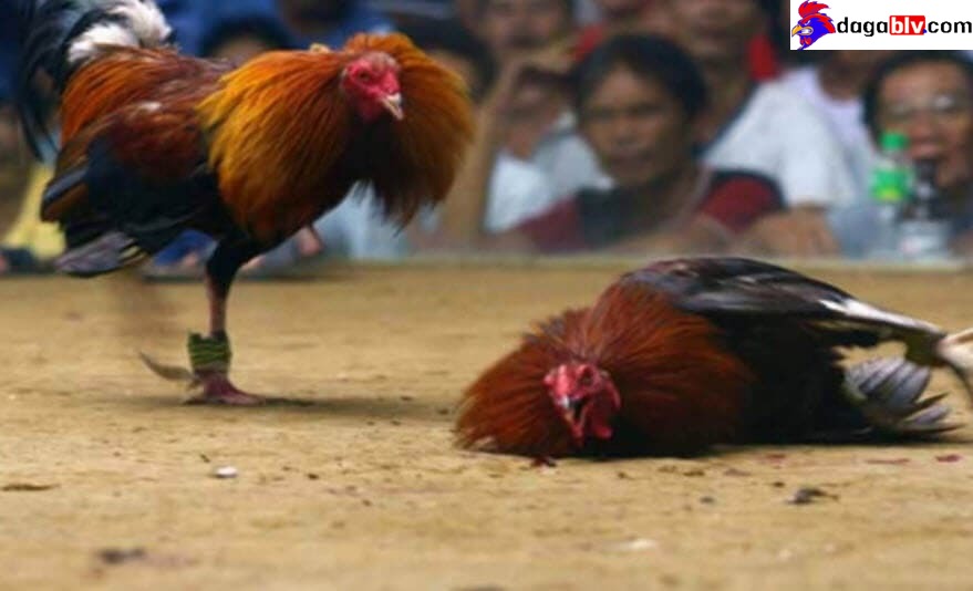 Những lưu ý về cách chăm sóc gà bị cựa