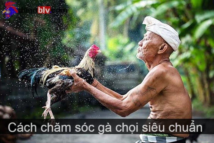Hướng dẫn cách chăm sóc gà chọi siêu chuẩn - chắc chắn thắng trận 1 Hướng dẫn cách chăm sóc gà chọi siêu chuẩn - chắc chắn thắng trận Đặc điểm của giống gà chọi