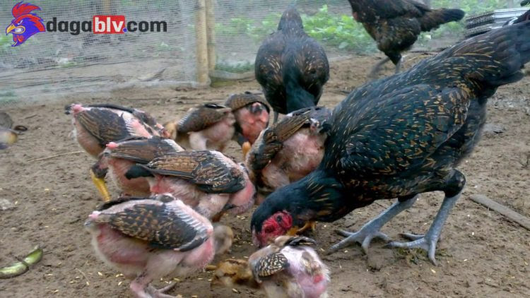 Hướng dẫn cách chăm sóc gà chọi siêu chuẩn - chắc chắn thắng trận 2 Hướng dẫn cách chăm sóc gà chọi siêu chuẩn - chắc chắn thắng trận Cách lựa chọn giống gà chọi