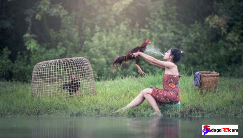 Hướng Dẫn Cách Chăm Sóc Gà Đá Độ Đúng Kỹ Thuật Trước Ngày Ra Trận 1 Hướng Dẫn Cách Chăm Sóc Gà Đá Độ Đúng Kỹ Thuật Trước Ngày Ra Trận Cách chăm sóc gà đá độ trước khi thi đấu