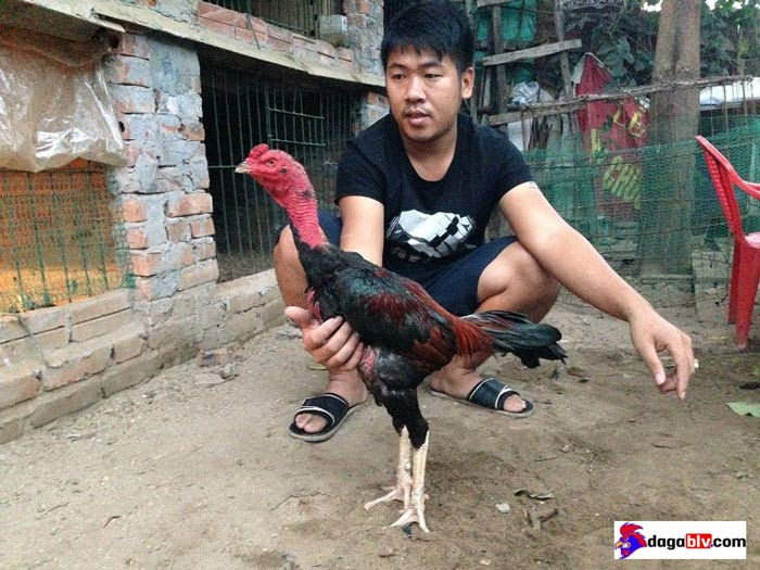 Hướng Dẫn Cách Chăm Sóc Gà Đá Độ Đúng Kỹ Thuật Trước Ngày Ra Trận 2 Hướng Dẫn Cách Chăm Sóc Gà Đá Độ Đúng Kỹ Thuật Trước Ngày Ra Trận Nuôi gà đá bằng thức ăn dinh dưỡng