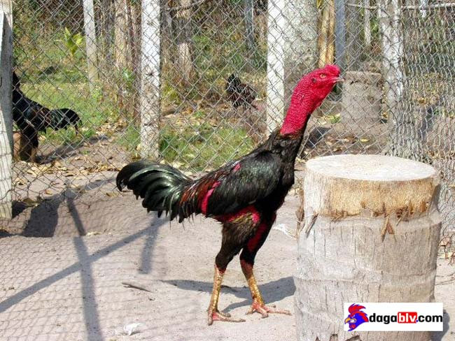 Hướng Dẫn Cách Chăm Sóc Gà Đá Độ Đúng Kỹ Thuật Trước Ngày Ra Trận 3 Hướng Dẫn Cách Chăm Sóc Gà Đá Độ Đúng Kỹ Thuật Trước Ngày Ra Trận Chăm sóc gà chọi bằng cách sử dụng thuốc