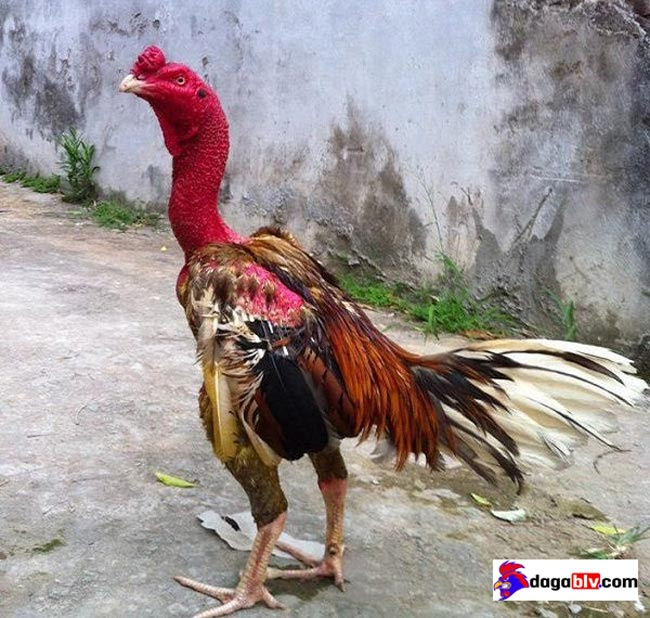 Hướng Dẫn Cách Chăm Sóc Gà Đá Độ Đúng Kỹ Thuật Trước Ngày Ra Trận 4 Hướng Dẫn Cách Chăm Sóc Gà Đá Độ Đúng Kỹ Thuật Trước Ngày Ra Trận Cho gà chọi uống mật ong