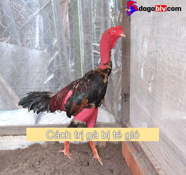 Cách Trị Gà Bị Té Gió - Nguyên Nhân Và Cách Điều Trị 5 Cách Trị Gà Bị Té Gió - Nguyên Nhân Và Cách Điều Trị CÁCH TRỊ GÀ BỊ TÉ GIÓ TỪ 8 THÁNG TUỔI