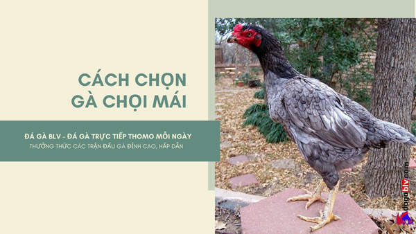 Cách chọn gà chọi mái