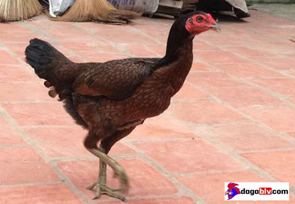 Cách chọn gà chọi mái thông qua các bộ phận trên đầu