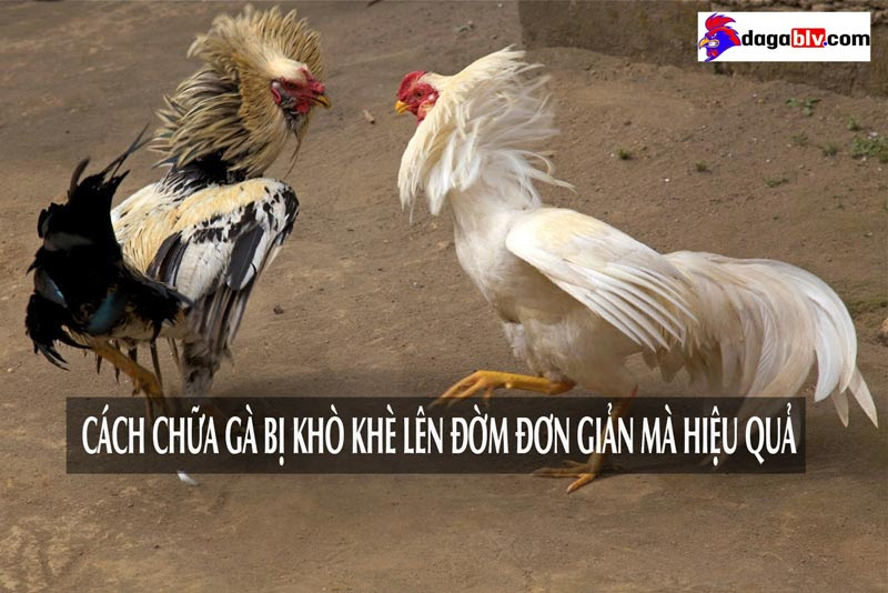 Tại sao gà bị khò khè lên đờm