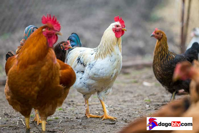Gà bị đờm gáy không ra tiếng - Cách chữa gà bị khò khè lên đờm