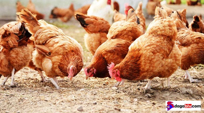 Cách chữa gà bị khò khè lên đờm bằng lá trầu không
