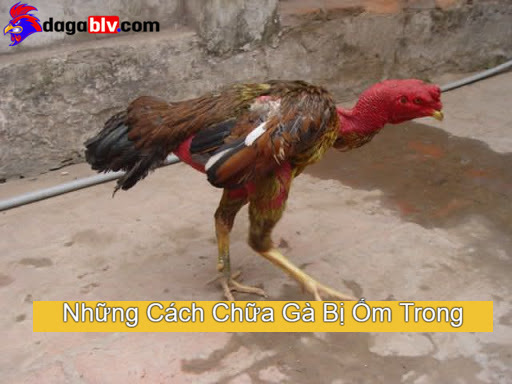 Dấu Hiệu Nhận Biết Gà Bị Ốm Trong