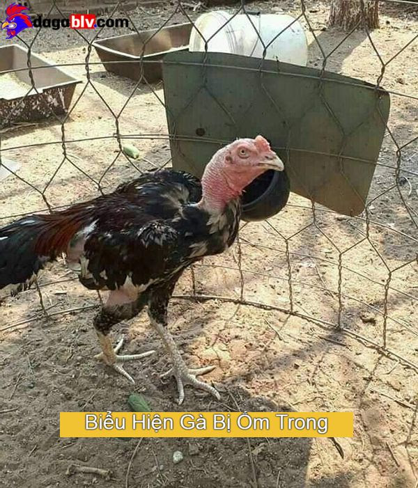 Nguyên nhân gà bị ốm trong 