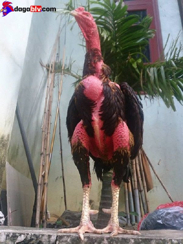 Phòng chống gà bị ốm trong