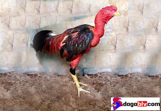 Một số bệnh về đường tiêu hóa hay gặp khi gà ốm trong