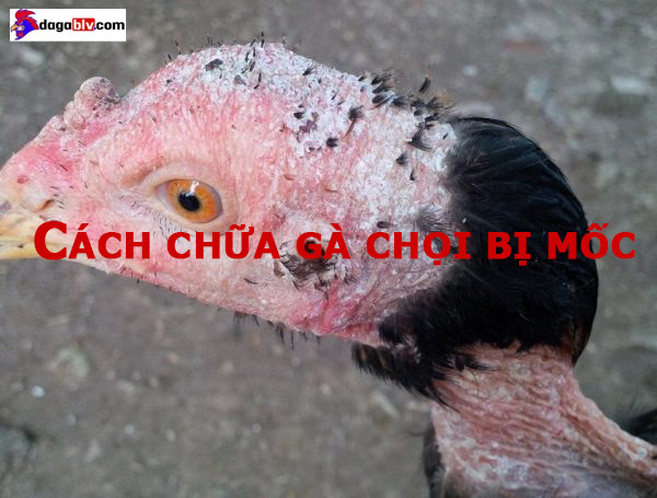 2 CÁCH CHỮA GÀ CHỌI BỊ MỐC HIỆU QUẢ NHẤT QUẢ ĐẤT 1 2 CÁCH CHỮA GÀ CHỌI BỊ MỐC HIỆU QUẢ NHẤT QUẢ ĐẤT Cách chữa gà chọi bị mốc