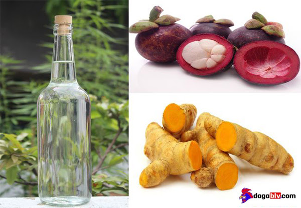 2 CÁCH CHỮA GÀ CHỌI BỊ MỐC HIỆU QUẢ NHẤT QUẢ ĐẤT 2 2 CÁCH CHỮA GÀ CHỌI BỊ MỐC HIỆU QUẢ NHẤT QUẢ ĐẤT Cách chữa gà chọi bị mốc bằng cách dân gian