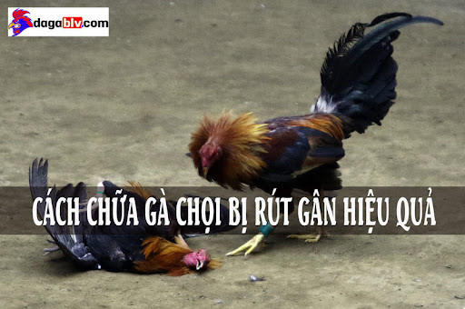 Cách chữa gà chọi bị rút gân